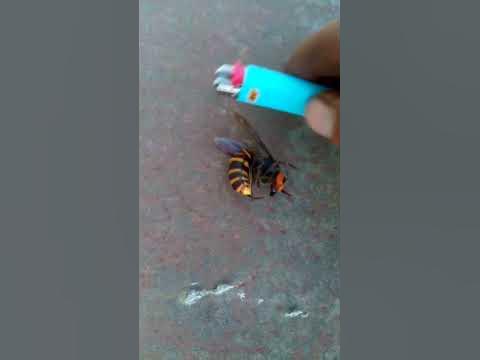 Азиатский шершень - YouTube