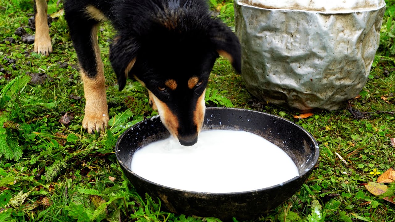 Himalayan sheep herder shepherd likes sheep milk curd || shepherd life of Nepal ||
