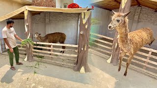 Lama Ko Chat Pr Shift Kr Dia