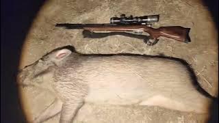 Hunting wild boar pests that destroy gardens #hunting #fishing #pcpbiggame