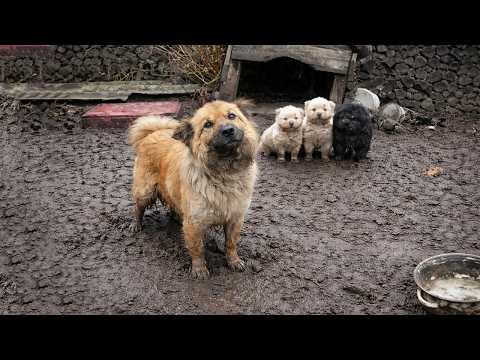 STRAY PAWS - YouTube