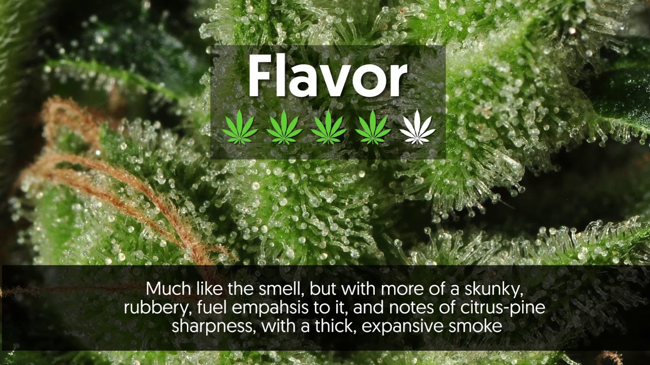 Strain Profile: Headband