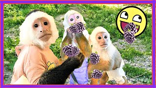 Monkeys Love Picking Blackberries | Wild Hogs  Alligators  Blackberry Heaven | Monkey Lillian Louise