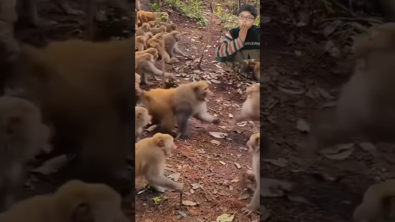 OMG 😳 Monkey vs Monkey Fight to become Group Leader 😯