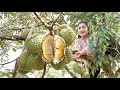 Harvest durian fruit for my recipe / Durian fruit recipe / Cooking with Sreypov