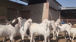 Heavy Sojat Khassi Goats | Top Gulabi Bakre | Malik Goat Farm Pipad Jodhpur.