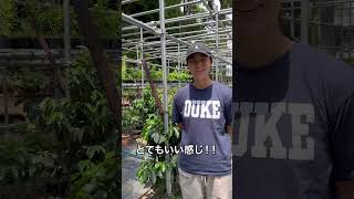 海外から、農園の見学にお客様が来園！！【クラウドファンディング実施中】