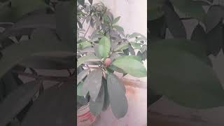 #gardening #today #update