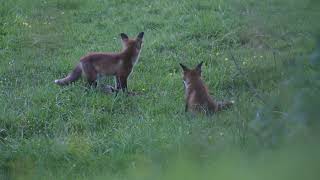 Red Fox cubs, England