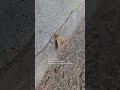 #butterfly #thewall #humor #phylosophy #2026 #funny #wildlife #reels #shorts #insects #moth #mothra