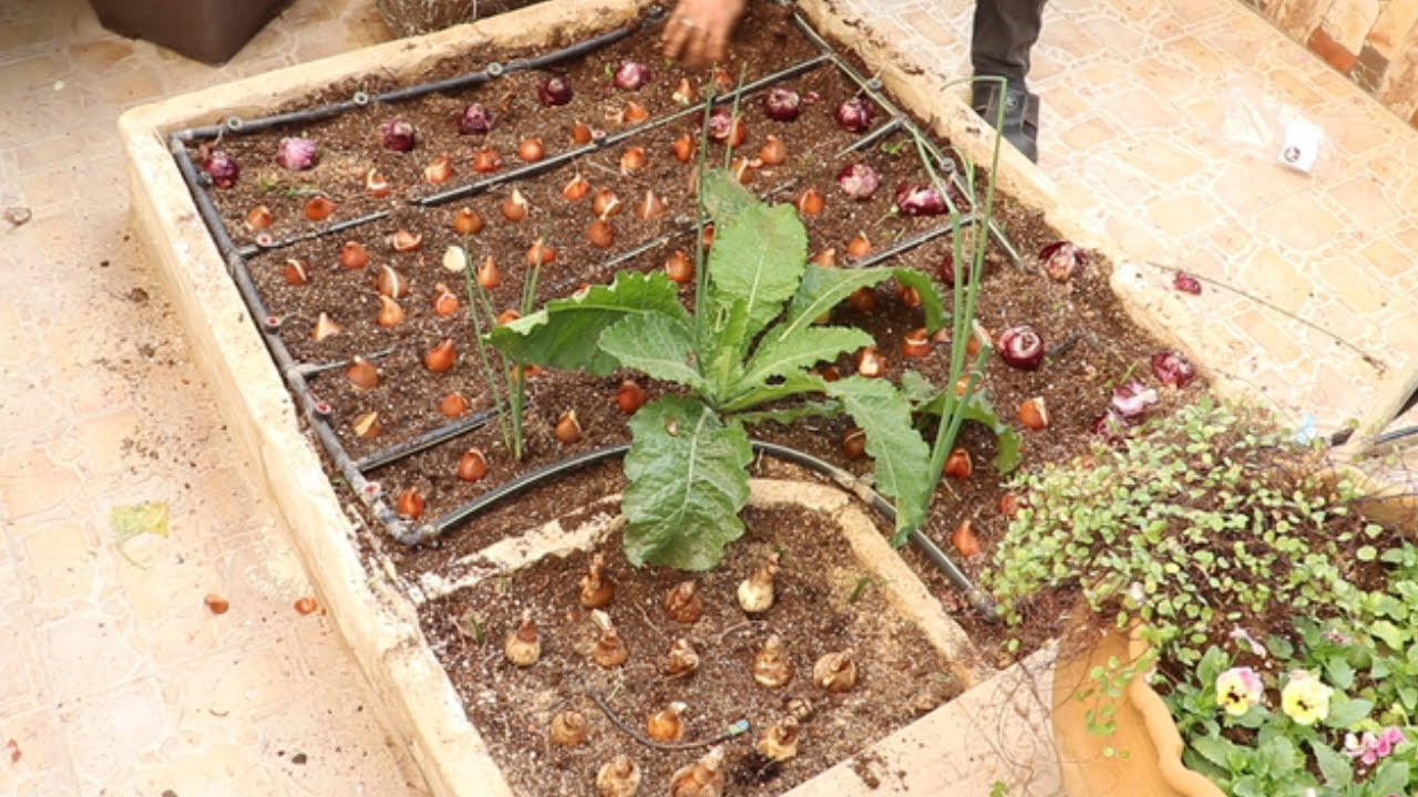 زراعة مجموعة من الابصال الشتوية في احد احواض الحديقة