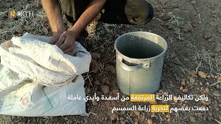 قلة التكاليف تدفع مزارعين من جنوب الحسكة لزراعة السمسم