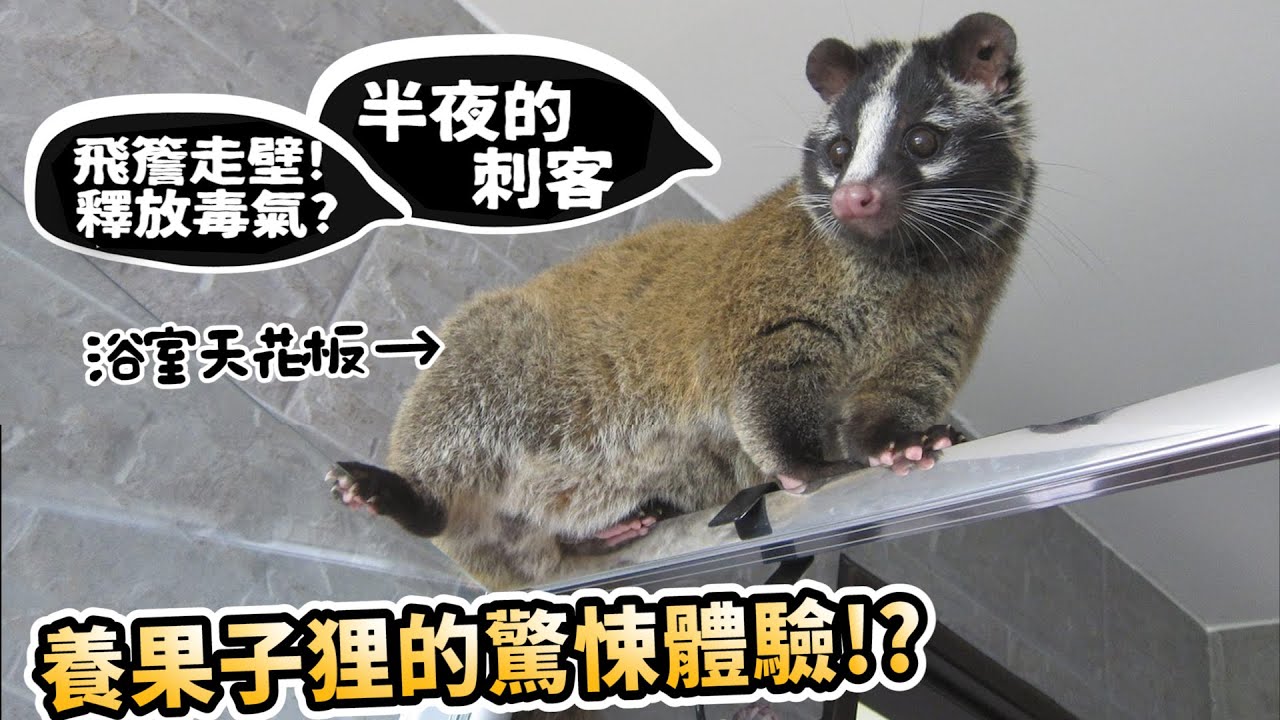 崩潰飼養 養果子狸驚悚體驗 白鼻心 比浣熊還兇殘 毒氣臭腺 飛天遁地 會開鎖 許伯簡芝 從零開始養 Youtube 崩潰飼養 養果子狸驚悚體驗 白鼻心 比浣熊還兇殘 毒氣臭腺 飛天遁地 會開鎖 許伯簡芝 從零開始養 Youtube