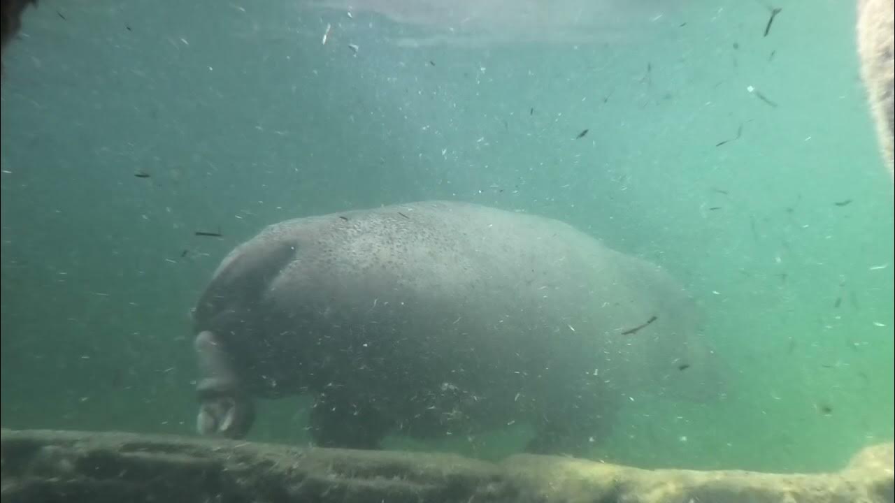 Wildlands Zoo Floating and Pooping Hippos Hippopotamus YouTube