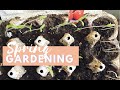 SPRING GARDENING VEGETABLES