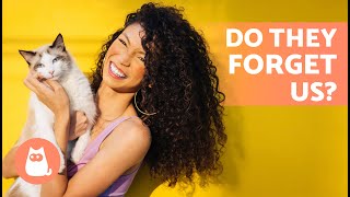 Celebrity HOW LONG DOES IT TAKE A CAT TO FORGET THEIR OWNER? 🐱💔 Net Worth