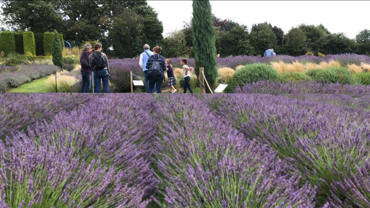 สองครอบครัวช่วงปิดเทอม ลาเวนเดอร์ฟาร์มหอมมากๆ สถานที่ท่องเที่ยวฤดูร้อนอังกฤษ camera iphone 8 plus apk