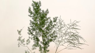 Soft Foliage Care screenshot 1