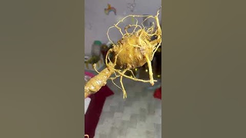 #sâm_ngọc_linh_rừng Củ sâm rừng sịn 40gr gần 30 năm tuổi  #sâm_ngọc_linh_rừng #sâm_ngọc_linh_rừng