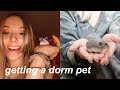 I Bought a Hamster *college dorm pet*