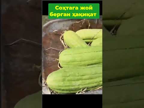 Мочалка – люффа ҳосили | Unutilgan tarix va tabiiy mo‘jiza мочалка aslida qayerdan kelgan? 🧽