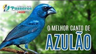 O MELHOR CANTO DE AZULÃO - ESQUENTE SEU AZULÃO