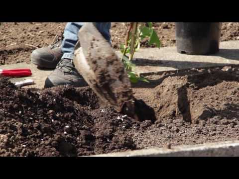 Video: Spalier Für Brombeeren (43 Fotos): Wie Macht Man Sie Selbst? Strumpfband Von Brombeeren, Maße Und Zeichnungen Von Strukturen, Die Höhe Der Spaliere Auf Dem Land Und Der Anbau Von B