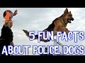 5 Fun Facts about Training Police Dogs