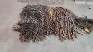 Incredible Dog Makeover: You Won't Believe This Grooming Transformation! 🐾 by Leni Grooming 10,149 views 1 month ago 23 minutes