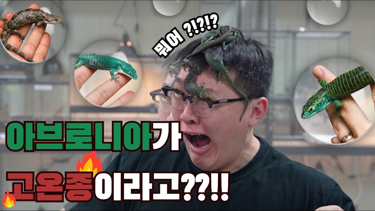 아브로니아 채집 영상!! 그리고 아브로니아 쉽게 잘 기르는 방법!!!