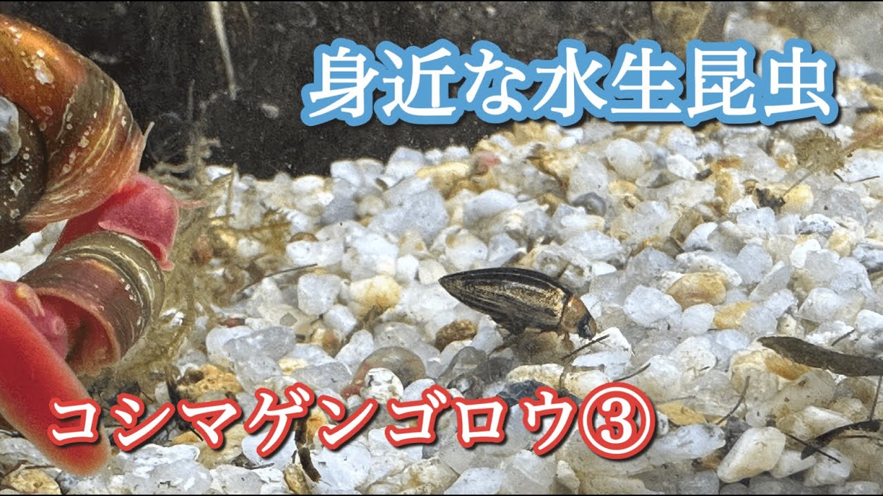 身近な水生昆虫 コシマゲンゴロウ③ 成虫飼育 - YouTube