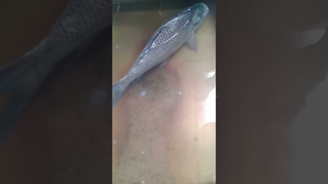 so big size katla fish 14kg 