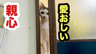 赤ちゃん子猫をお世話したくて眼差しが愛おしくなる保護子猫