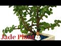 How to grow and care Jade Plant from cutting||Watch this video if your Jade Plant Leaves are falling