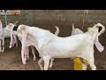 Top class gulabi goats setup available  goat farming in pakistan  breeding goats setup