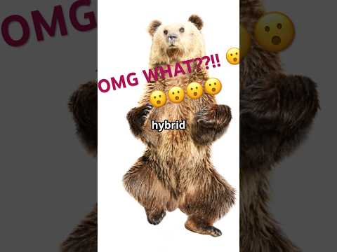Pizzly Bears: The