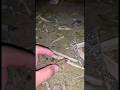 Funny frogs Catching | Wep wep catching frogs funny | boing catch frogs make you laugh #shorts