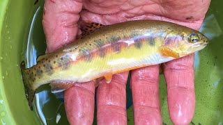 On september 19, 2016 california department of fish and wildlife
rescued 52 golden trout from volcanic creek nearby wetland meadows in
the sou...