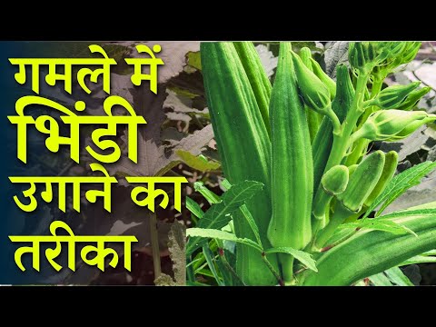 वीडियो: मैं अपने डॉग और पैर की उंगलियों पर कैसे रोक सकता हूं?