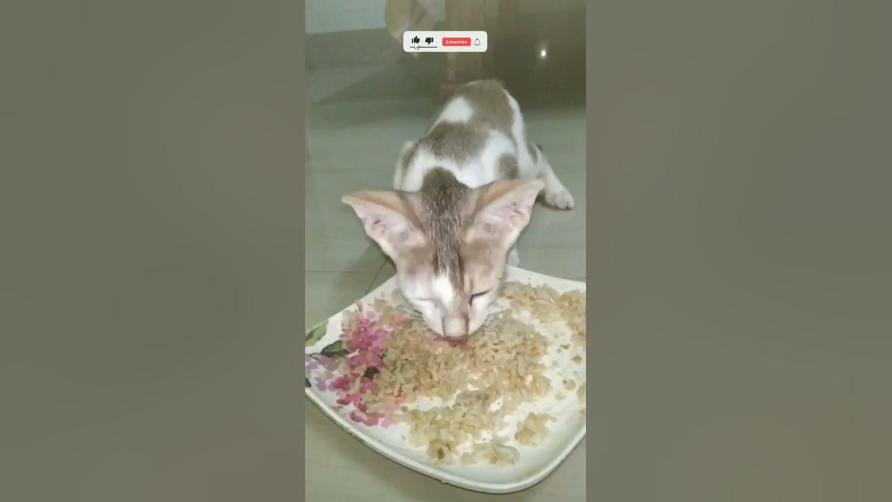 how-to-feed-cat-and-kitten-shorts-ytshorts-catlover-catfood