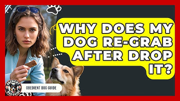 Why Does My Dog Re-grab After Drop It? - Obedient Dog Guide