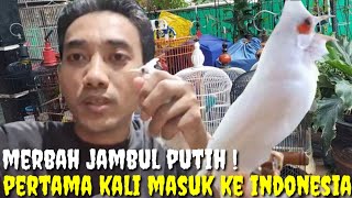 KIOS PELOPOR DAN BARU PERTAMA KALI MASUK KE PRAMUKA MERBAH JAMBUL PUTIH !