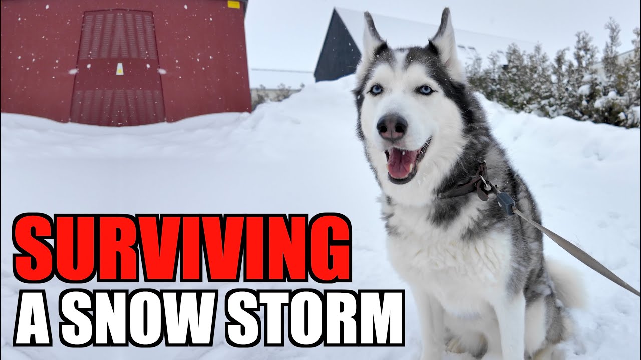 Siberian Husky In A Snow Storm...