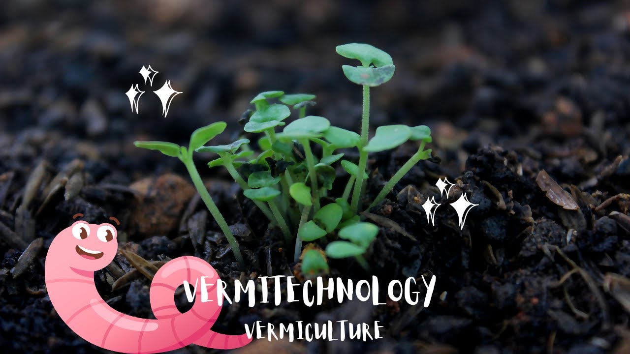 Vermitechnology Concept of vermiculture YouTube