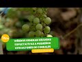 Viñedos generan expectativas a pequeños viticultores- TvAgro por Juan Gonzalo Angel Restrepo