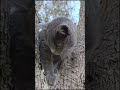 #video #movie #cat #nature