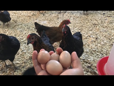 Yumurta Toplama Videosu.3 Günde 18 Klavuz Yumurta Aldım