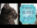 10 Cosas que a los Gatos les gustan