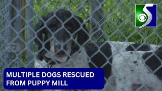 Poodle, doodle mixes rescued from puppy mill, taken to Midland Co.