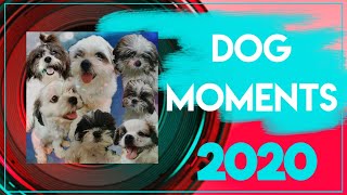 Dog Moments _ Vlog #1